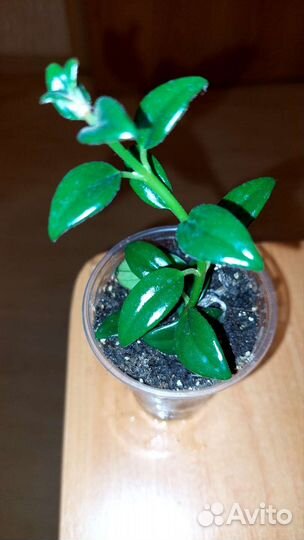 Нематантус. Золотая рыбка