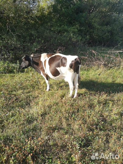 Корова дойная