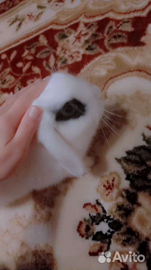 Декоративный кролик