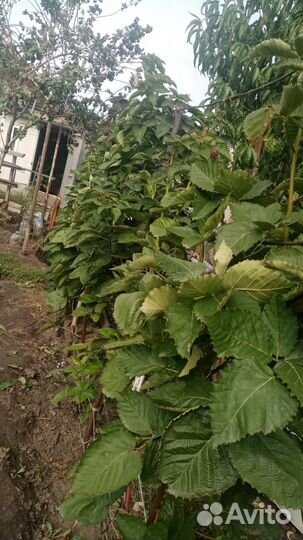 Ежевика прайм арк фридом