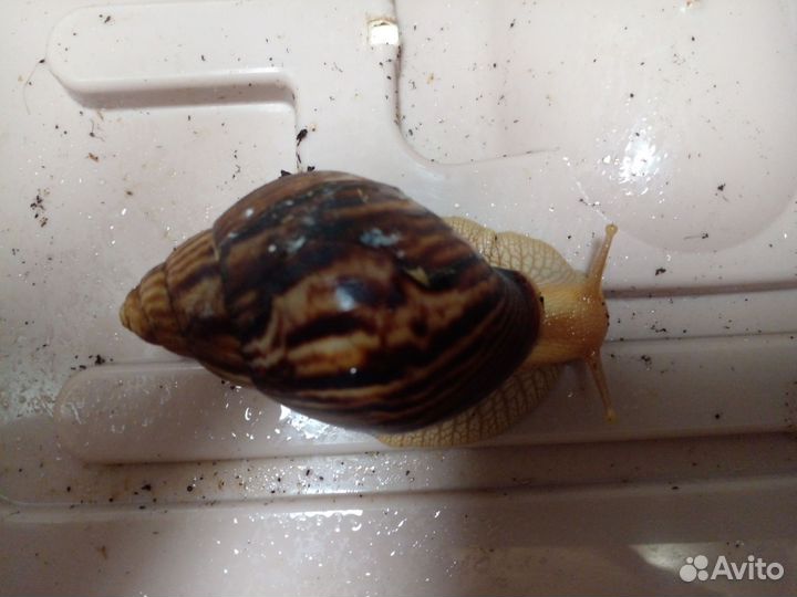 Улитка ахатина иммакулята