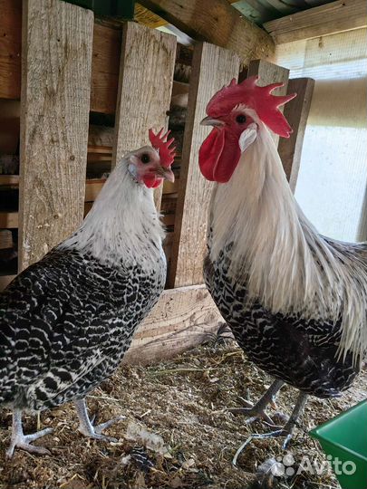 Инкубационное яйцо маран, амераукана