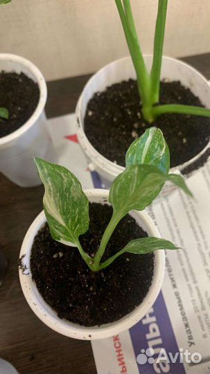 Спатифиллум джемини