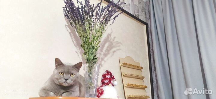 Британские котята