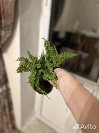 Папоротник нефролепис