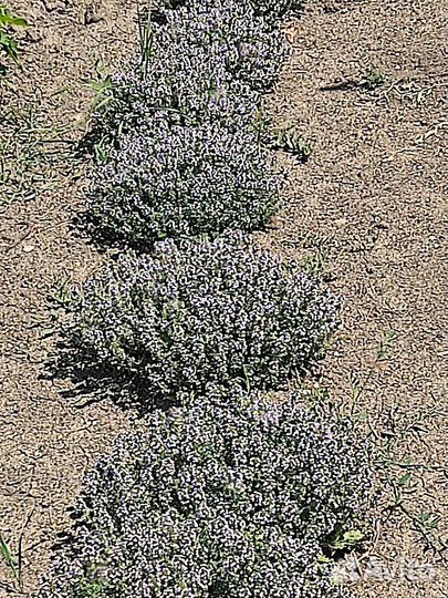 Лаванда розовая