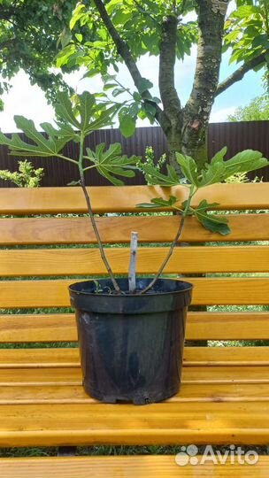 Саженцы инжира