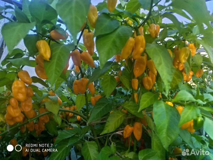 Многолетние перчики Чили в горшках.Замена цветам