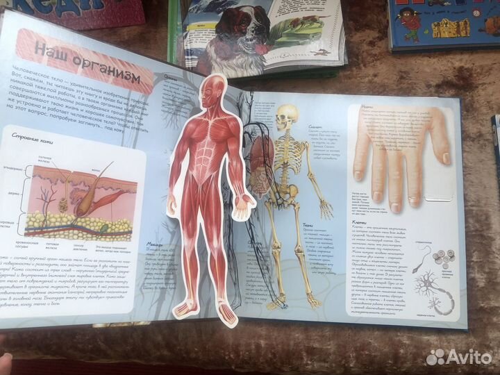 Книга «Человек» с объёмными картинками