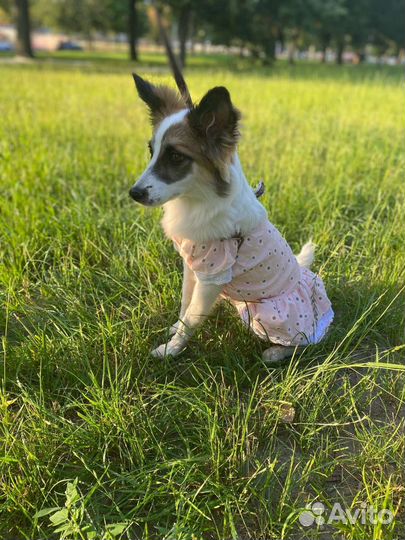 Прекрасная девочка ищет друга для вязки