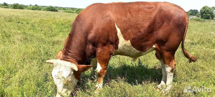 Продам быка