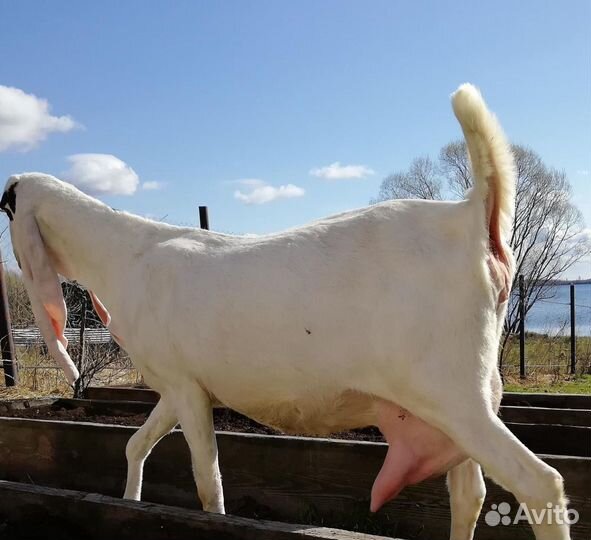 Козлята козы Гулаби