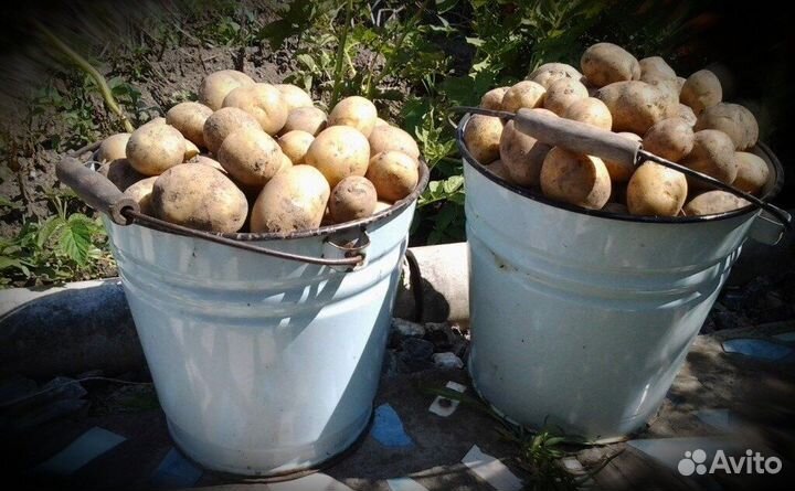 Картофель на еду