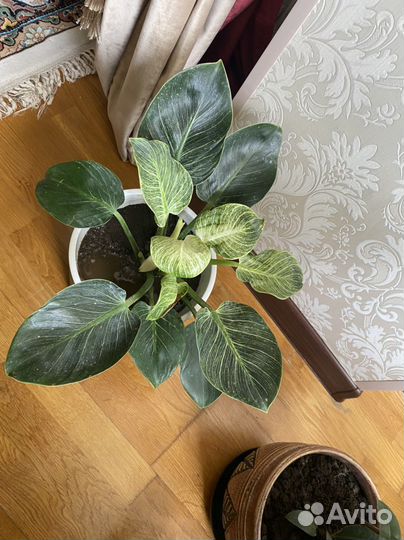 Филодрендрон