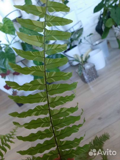 Папоротник вариегатный Тайгер