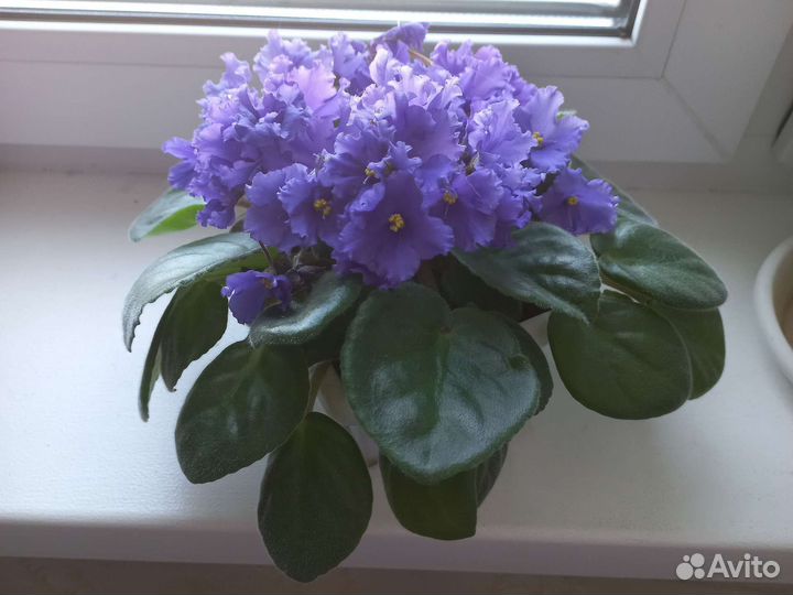 Молодые фиалки