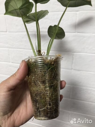 Алоказия Бисма (не Платинум)