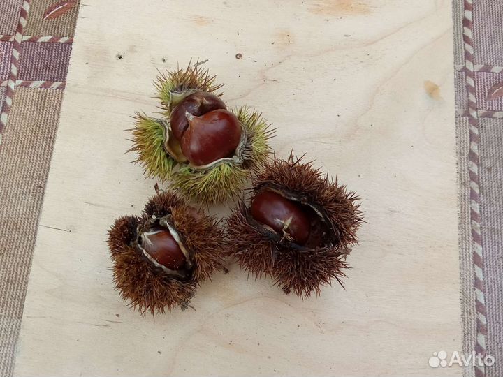 Саженцы каштана съедобного