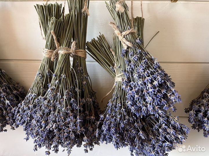 Сухоцветы для деклра. Лаванда