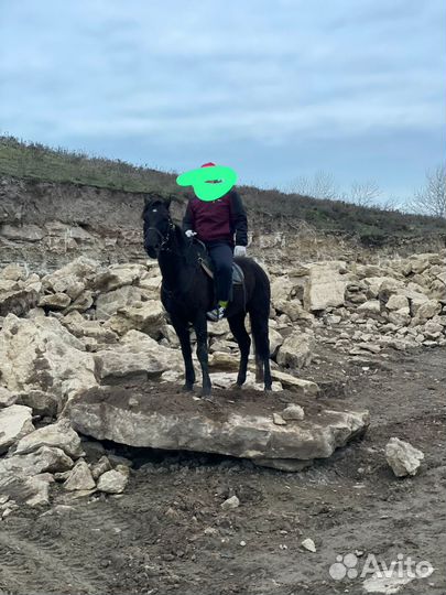 Карачаевская лошадь