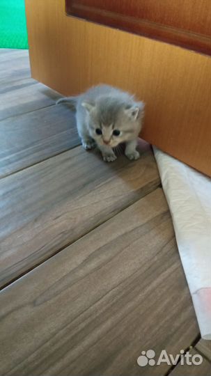 Домашние животные котята