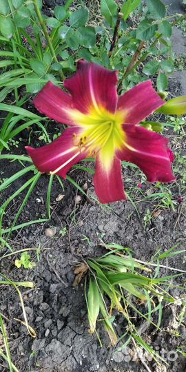 Спиреи, лилейники