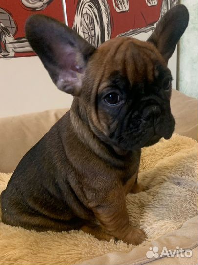 Французский бульдог