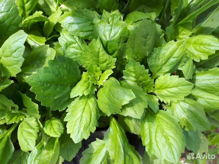 Астра бордюрная розовая, бархатцы рассада