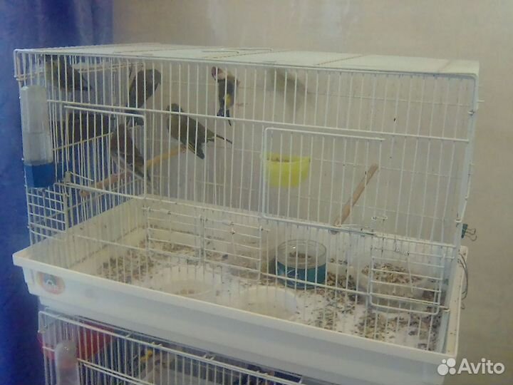 Певчие птицы