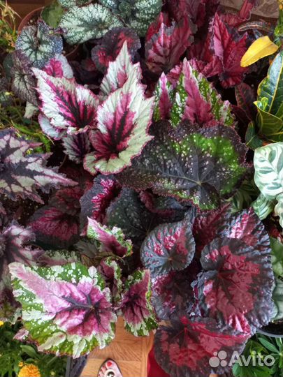 Комнатные растения на выставке цветов в Анапе