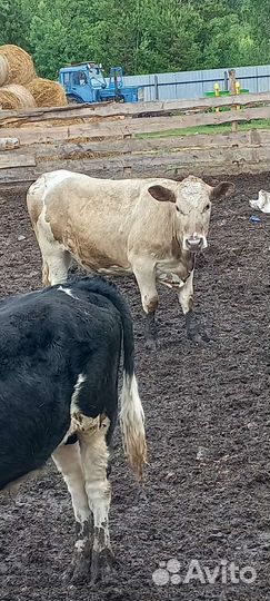 Тёлки бараны