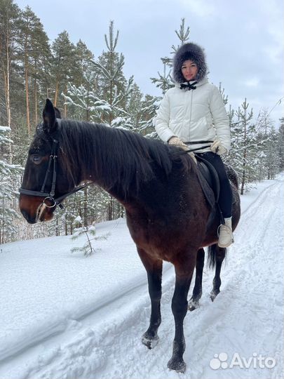 Конные прогулки по сосновому лесу вдоль реки Волги