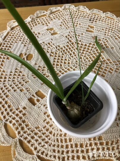 Комнатное растение