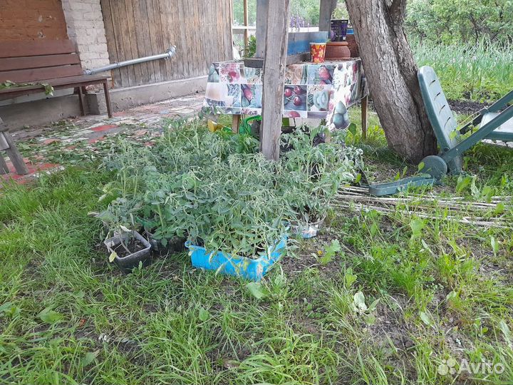 Рассада-помидоры, остаток 50 шт, из домашних семян