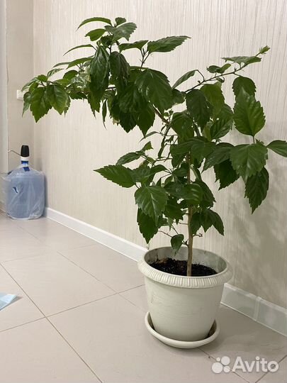 Комнатные цветы