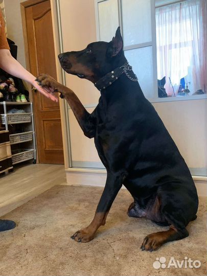 Вязка Доберман