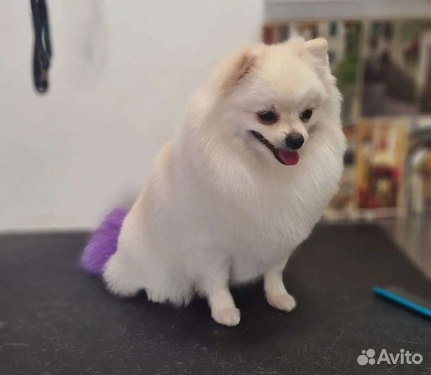 Грумер стрижка собак