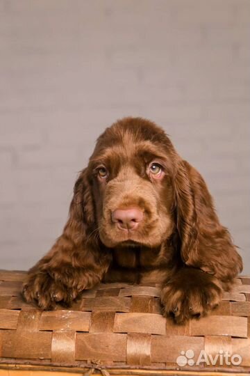 Щенки суссекс спаниеля