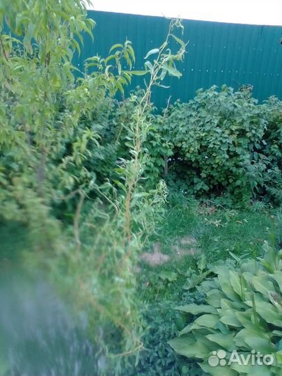 Ива извилистая Свердловская