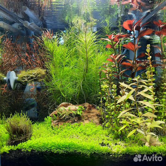 Аквариумные растения