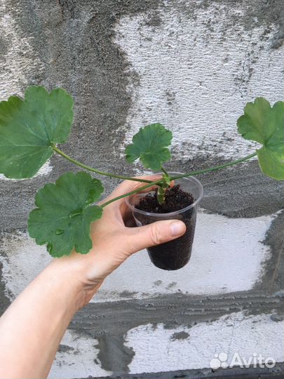 Пеларгония Monseruds Rosen