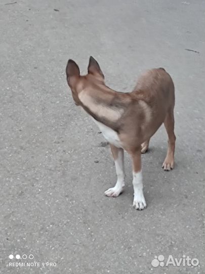 Кобель для двора