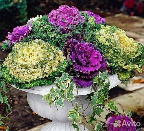 Цветок декоративный капуста две расцветки