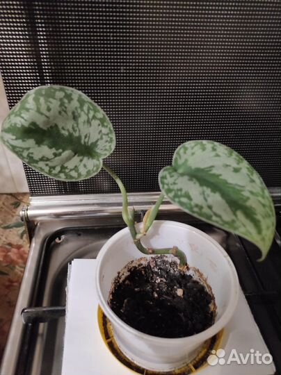 Сциндапсус два вида, спатифиллум