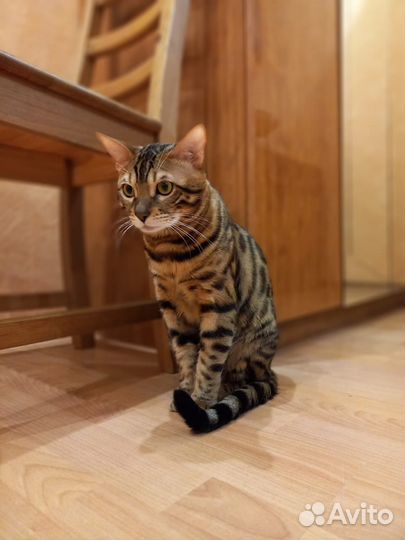 Бенгальский кот вязка