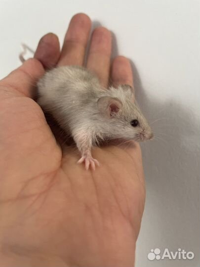 Декоративные мыши мышата