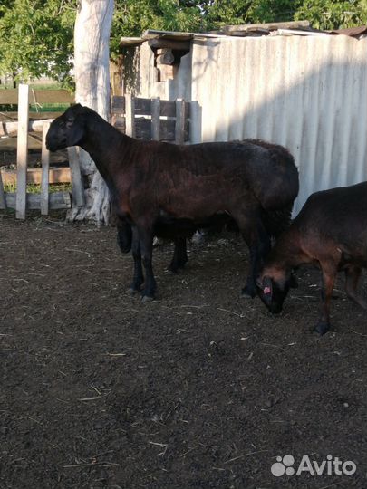 Баран на племя,привезён с Казахстана) Гисар