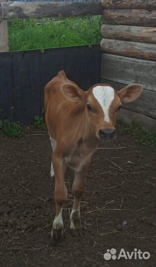 Джерсейская корова