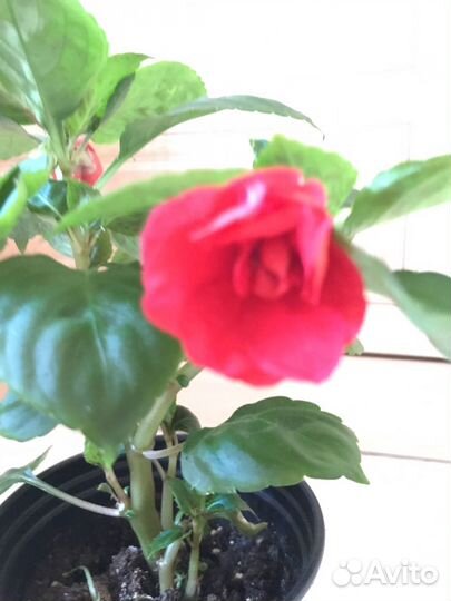 Бальзамин ярко красный