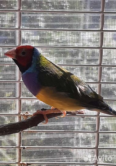 Амадины Гульды